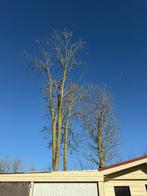 bois de chauffage, 6 m³ ou plus, Enlèvement, Chêne, Troncs d'arbres