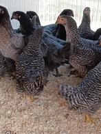 poulet/coucou gris bleu des Landes 5+1/10+3 GRATUIT, Femelle, Poule ou poulet