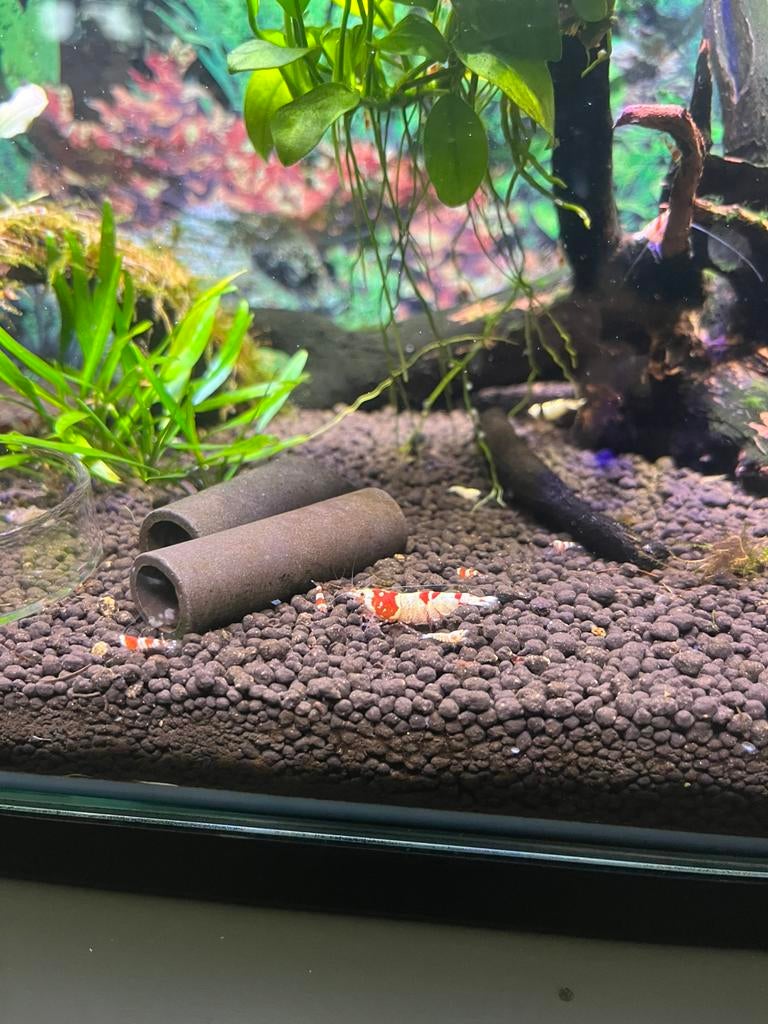 Crystal red garnalen