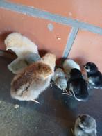 9 kuikens , watermaalse baardkrielen en orpingtons groothoen, Sexe inconnu, Poule ou poulet