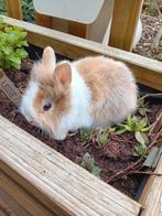 Prachtige leeuwenkop konijntjes supertam kleinblijvend, Animaux & Accessoires, Lapins