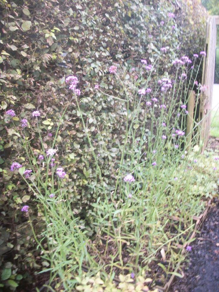 Verbena Bonariensis, Tuin en Terras, Planten | Tuinplanten, Vaste plant, Overige soorten, Volle zon, Zomer, Ophalen