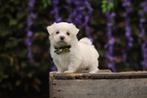 Maltezer pups, gecontroleerde ouders, Animaux & Accessoires, Chiens | Chihuahuas & Chiens de compagnie, Bichon maltais, Plusieurs