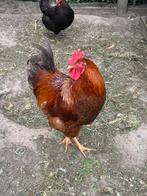 Jonge haan, Mannelijk, Kip