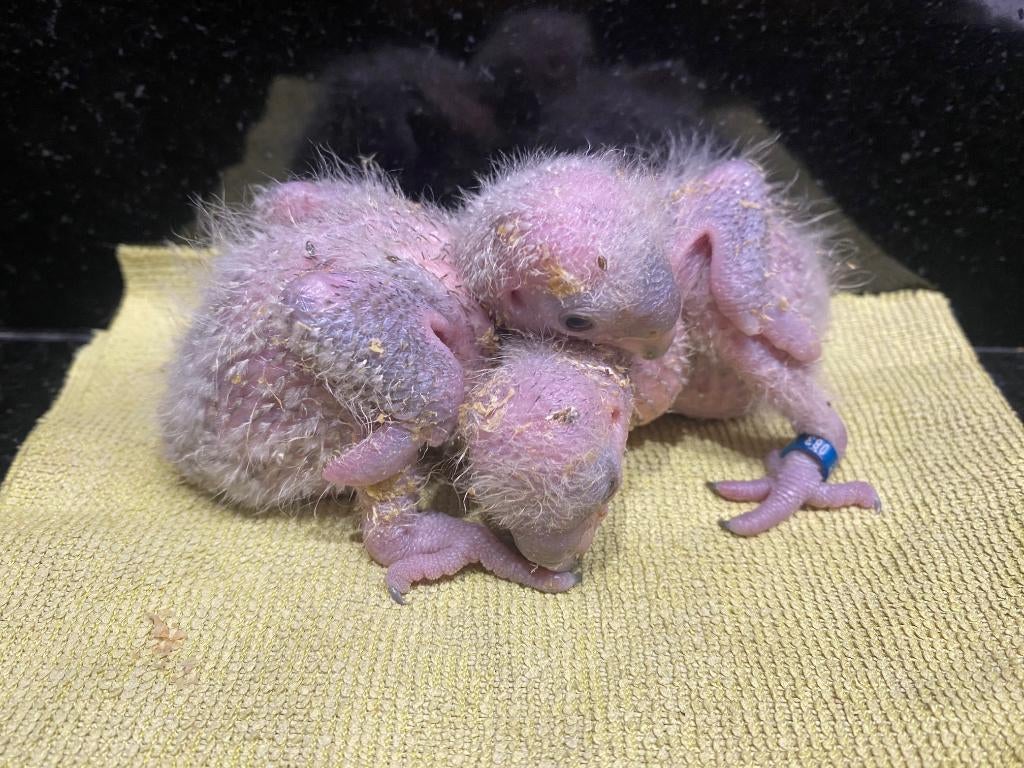 ❤️❤️2 baby bonte boeren (senegalpapegaaien), Dieren en Toebehoren, Geslacht onbekend, Papegaai, Geringd