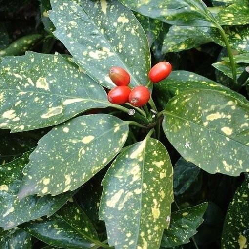 Aucuba japonica - Japanse broodboom, Tuin en Terras, Planten | Struiken en Hagen, Struik, Overige soorten, Minder dan 100 cm, Ophalen