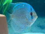 5 Discus vissen +/- 8 cm, Animaux & Accessoires, Poissons | Poissons d'aquarium, Poisson, Poisson d'eau douce, Banc de poissons