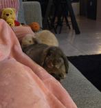 Tamme konijntjes, Dieren en Toebehoren, Juni, Meerdere dieren, Overige typen, Tam