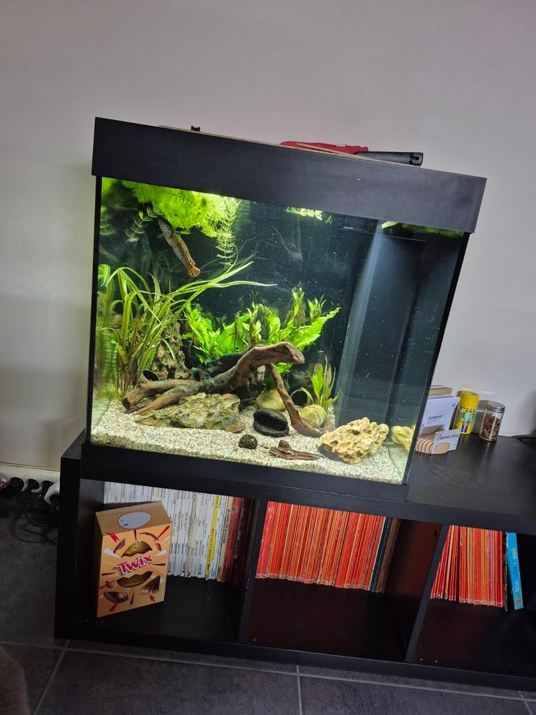 Juwel lido 120, Enlèvement, Juwel