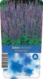 Salvia nemorosa Blaukonigin.Promo van de kwekerij!, Volle zon, Vaste plant, Zomer, Ophalen