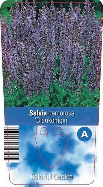 Salvia nemorosa Blaukonigin.Promo van de kwekerij!, Tuin en Terras, Planten | Tuinplanten, Vaste plant, Overige soorten, Volle zon