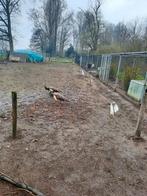 Pauwhennen, Dieren en Toebehoren