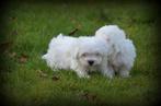 Maltezer pups, Parvo, België, Maltezer, Reu