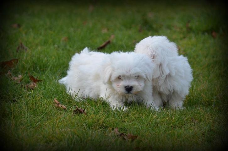 Maltezer pups, Dieren en Toebehoren, Honden | Chihuahua's en Gezelschapshonden, Reu, Maltezer, Fokker | Professioneel, Meerdere