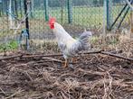 Broedeieren Isabelpatrijs leghorn, Dieren en Toebehoren, Pluimvee