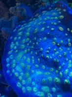 Chalice koraal, Ophalen