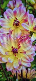 Dahlia pacific ocean, Tuin en Terras, Ophalen of Verzenden, Voorjaar, Volle zon, Knol