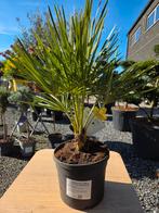 Europese dwergpalm Chamaerops Humilis, Tuin en Terras, Ophalen