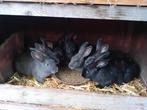 8 jonge konijnen (+/- 2,9kg), Dieren en Toebehoren, Konijnen