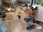 20tal legkippen, Dieren en Toebehoren, Pluimvee