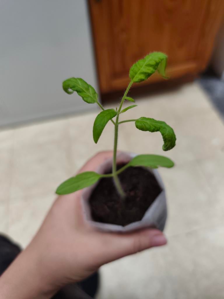 Ananas Vleestomaat Planten, Ophalen