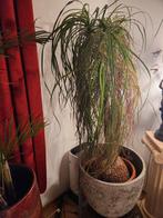 Prachtige XL Olifantspoot (Beaucarnea) in Designpot – 164 cm, Maison & Meubles, Plantes d'intérieur, Enlèvement