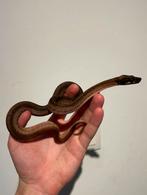 1.0 Hyclipse Boa Constrictor Imperator, Dieren en Toebehoren, Slang, Tam, 0 tot 2 jaar