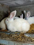 Jonge konijnen, Groot