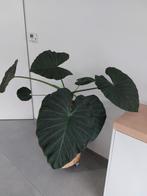 Grote alocasia zoekt nieuwe thuis, Huis en Inrichting, Ophalen