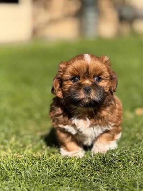 Lhasa apso puppy’s, Dieren en Toebehoren, Honden | Chihuahua's en Gezelschapshonden, Meerdere dieren, Overige rassen, Fokker | Professioneel