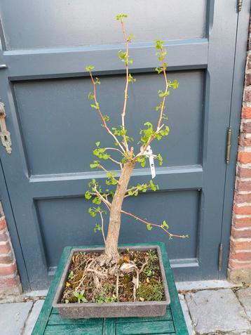 Ginkgo bonsai  beschikbaar voor biedingen