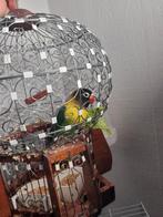 Oiseau et cage avec accessoires + Nourriture, Animaux & Accessoires, Oiseaux | Perruches & Perroquets