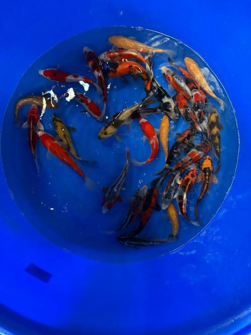 300 japanse koi komen binnen op 16 april, Dieren en Toebehoren, Vissen | Vijvervissen