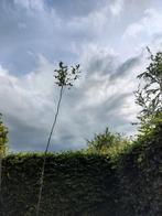 haagbeuk boom carpinus betulus 6/8cm +-3.5m, Tuin en Terras, Ophalen