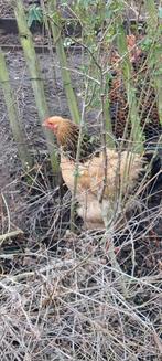 Kip en haan te koop, Animaux & Accessoires, Volatiles, Poule ou poulet