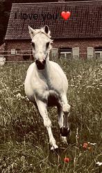 Welsh pony, Dieren en Toebehoren, Pony's, Ruin, Springpony, Gechipt, 11 jaar of ouder