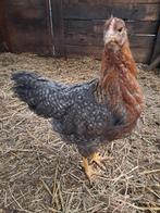 Raszuivere bielefelder hennen, Dieren en Toebehoren