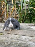 Nhd voedster, Dieren en Toebehoren, Vrouwelijk, Dwerg, Hangoor, 0 tot 2 jaar