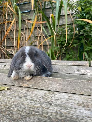 Nhd voedster beschikbaar voor biedingen