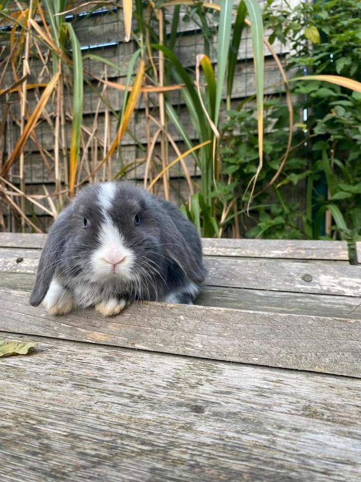 Nhd voedster, Dieren en Toebehoren, Konijnen, Dwerg, Vrouwelijk, 0 tot 2 jaar, Hangoor