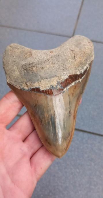 Megalodon haaientand 12,5 cm fossiel uit Indonesië beschikbaar voor biedingen