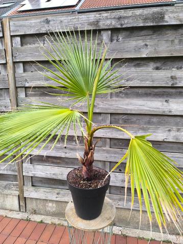 Washingtonia Robusta, Enlèvement, Palmier