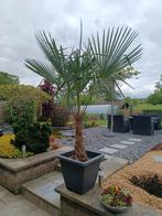 PALMIER, Jardin & Terrasse, Plantes | Arbres, Enlèvement, Palmier