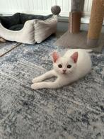 Brits korthaar kittens, Poes, Gechipt, 0 tot 2 jaar