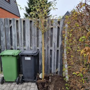 vlinderstruik op stam met mooie doel wortels beschikbaar voor biedingen