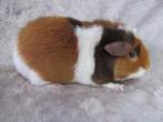 Trio US teddy's, Dieren en Toebehoren, Knaagdieren, Augustus, Cavia