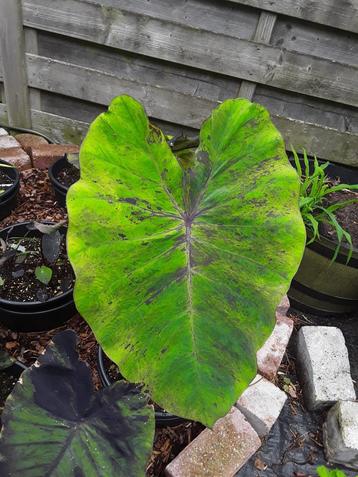 Colocasia anubis beschikbaar voor biedingen