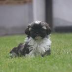 Shih-Tzu, Dieren en Toebehoren, Honden | Chihuahua's en Gezelschapshonden, België, Overige rassen, CDV (hondenziekte), 8 tot 15 weken