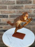 Taxidermie eekhoorn, Ophalen of Verzenden, Gebruikt