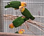 Prachtige Roestkop Caique man, Mannelijk, Papegaai, Tam